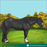 Horse Color:Black 