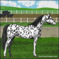 Horse Color:Black Appaloosa 