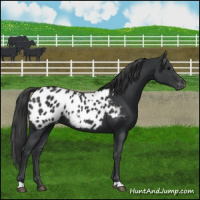 Horse Color:Black Appaloosa