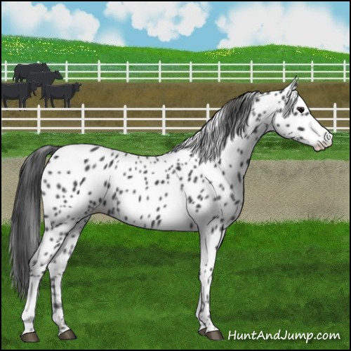 Horse Color:Black Appaloosa