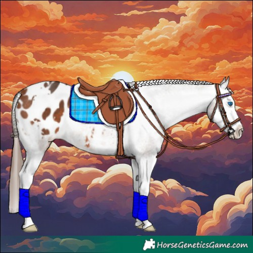 Horse Color:White Spotted Bay Splash Appaloosa Rabicano 