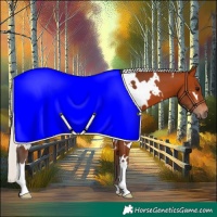 Horse Color:White Spotted Silver Bay 