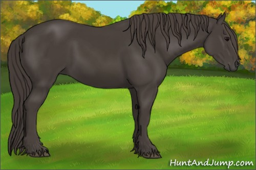 Horse Color:Smoky Black