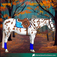 Horse Color:Chestnut Splash Appaloosa 