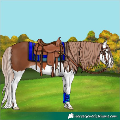 Horse Color:Chestnut Splash 