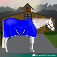 Horse Color:Chestnut Splash Appaloosa 