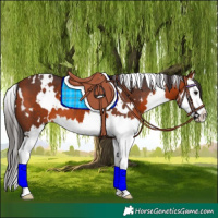 Horse Color:White Spotted Bay Splash