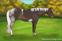 Horse Color:Liver Chestnut Mushroom Tobiano Rabicano