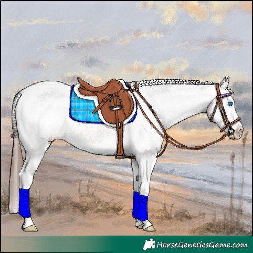 Horse Color:White Spotted Brown Splash Varnish