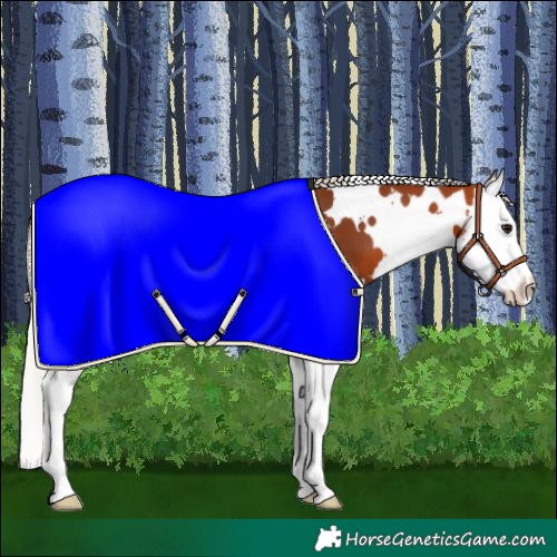 Horse Color:White Spotted Silver Bay Splash 
