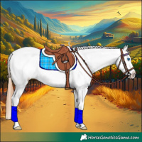 Horse Color:Chestnut Splash Appaloosa Rabicano