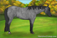 Horse Color:Blue Roan Rabicano 