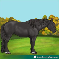 Horse Color:Smoky Black 