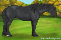 Horse Color:Black 