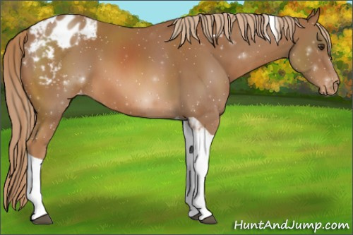 Horse Color:Chestnut Tobiano Blanket 