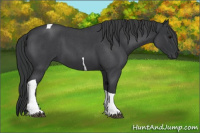 Horse Color:Blue Roan Tobiano 