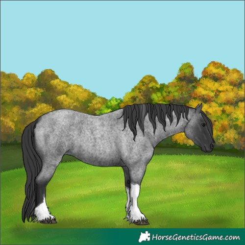 Horse Color:Blue Roan Tobiano 