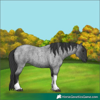Horse Color:Blue Roan Tobiano 