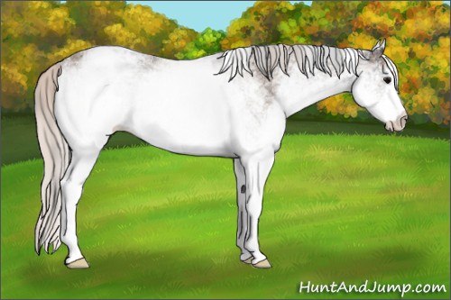 Horse Color:White Spotted Black  and White Spotted Silver Black 