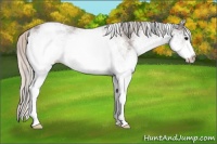 Horse Color:White Spotted Black  and White Spotted Silver Black 