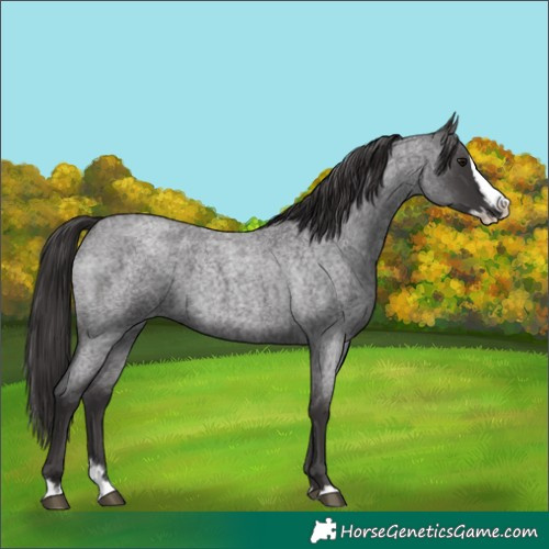 Horse Color:Smoky Blue Roan Splash