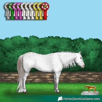 Horse Color:White Spotted Bay Appaloosa