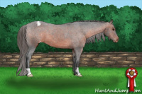 Horse Color:Brown Appaloosa 