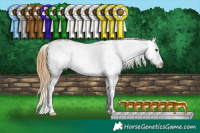 Horse Color:Buckskin Dun Appaloosa 