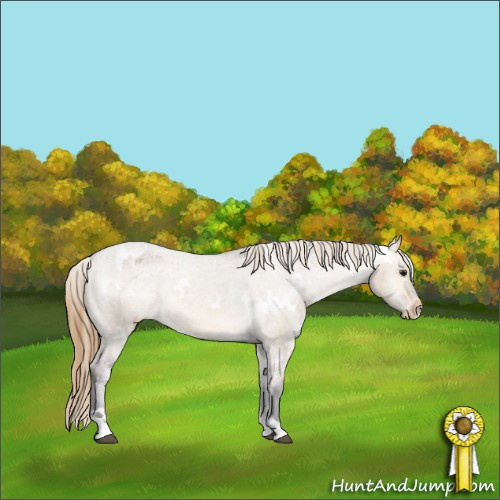 Horse Color:White Spotted Buckskin Dun Appaloosa 