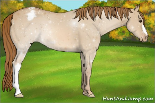 Horse Color:Red Dun Appaloosa 
