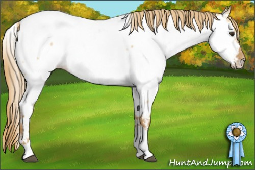 Horse Color:Red Dun Tobiano Appaloosa 