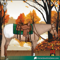 Horse Color:Red Dun Appaloosa