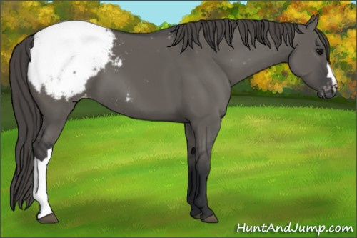 Horse Color:Grullo Appaloosa 