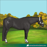 Horse Color:Smoky Black 