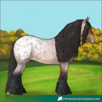 Horse Color:Bay Roan Appaloosa 