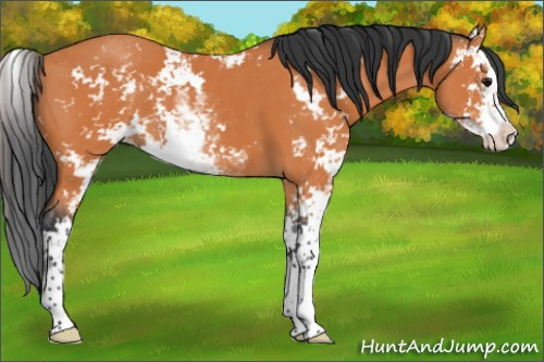 Horse Color:Bay Sabino