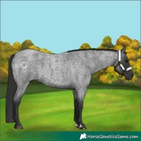 Horse Color:Blue Roan 