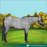 Horse Color:Blue Roan 