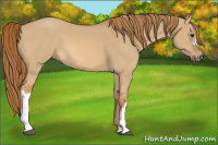 Horse Color:Red Dun 