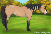 Horse Color:Bay Dun