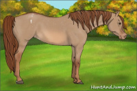 Horse Color:Red Dun Appaloosa