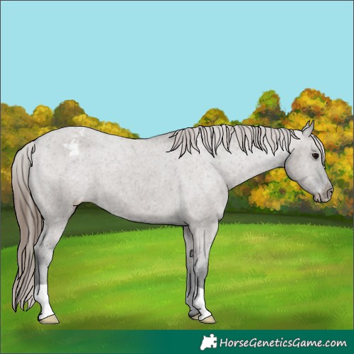 Horse Color:Grullo Varnish 