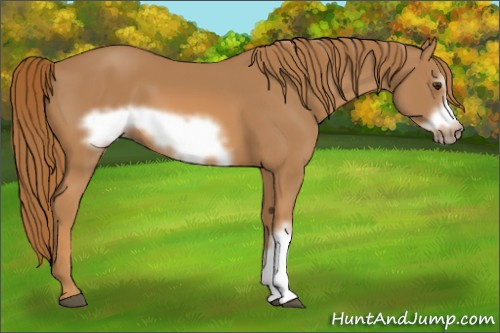 Horse Color:Chestnut Frame