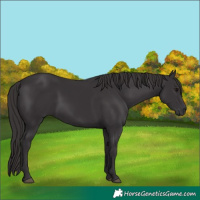 Horse Color:Smoky Black 
