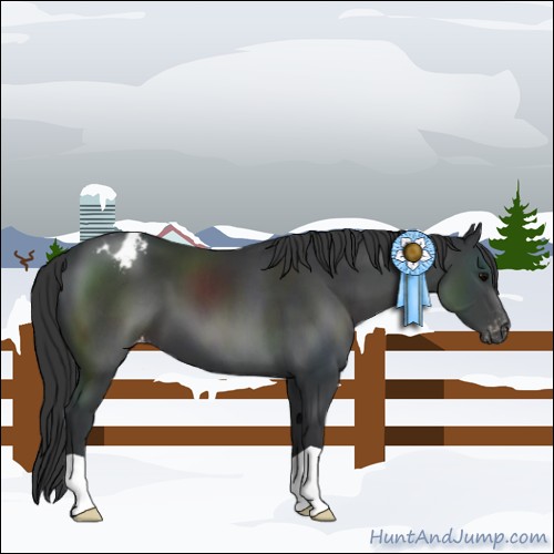 Horse Color:Black Appaloosa 