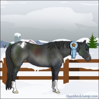 Horse Color:Black Appaloosa
