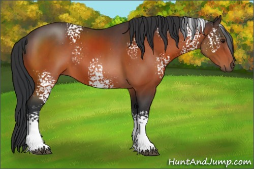 Horse Color:White Spotted Brown 