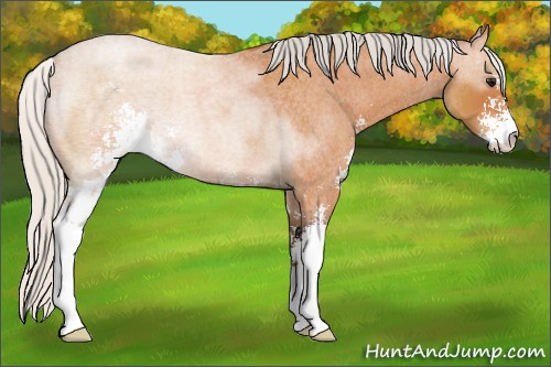Horse Color:Silver Bay Roan Sabino