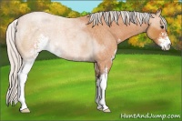 Horse Color:Silver Bay Roan Sabino 