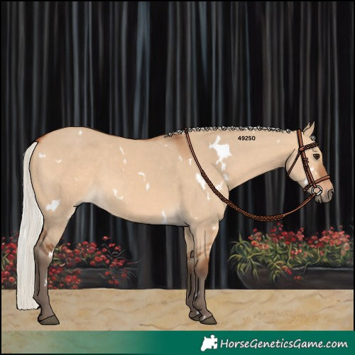 Horse Color:White Spotted Silver Bay Dun